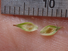 Carex petasata