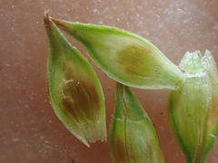Carex petasata