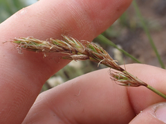 Carex petasata