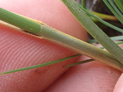 Carex petasata