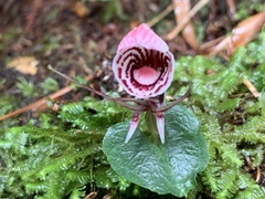 Corybas taliensis