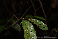 Pseudogagrella splendens