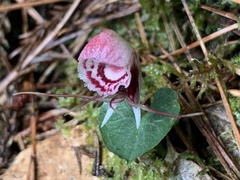 Corybas taliensis