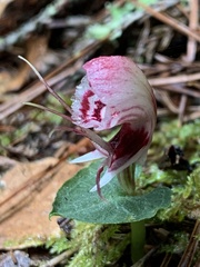 Corybas taliensis