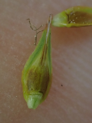 Carex petasata
