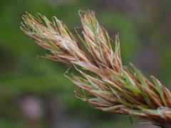 Carex petasata