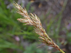 Carex petasata