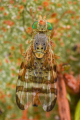 Terellia occidentalis