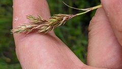 Carex petasata
