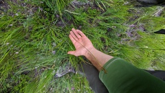 Carex petasata