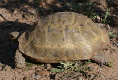 Testudo graeca
