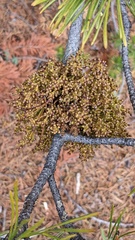 Arceuthobium americanum