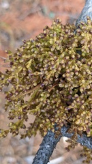 Arceuthobium americanum