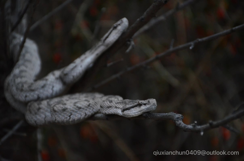 Shedao Island Pitviper