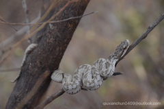 Shedao Island Pitviper photo 2