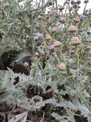 Onopordum acanthium