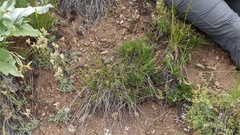 Carex petasata