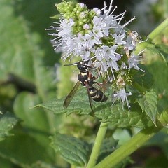 Parancistrocerus austrinus