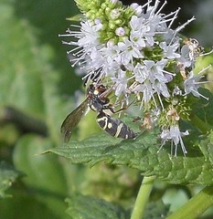 Parancistrocerus austrinus