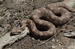 Gloydius changdaoensis