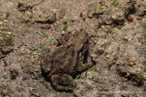 Sakhalin Toad