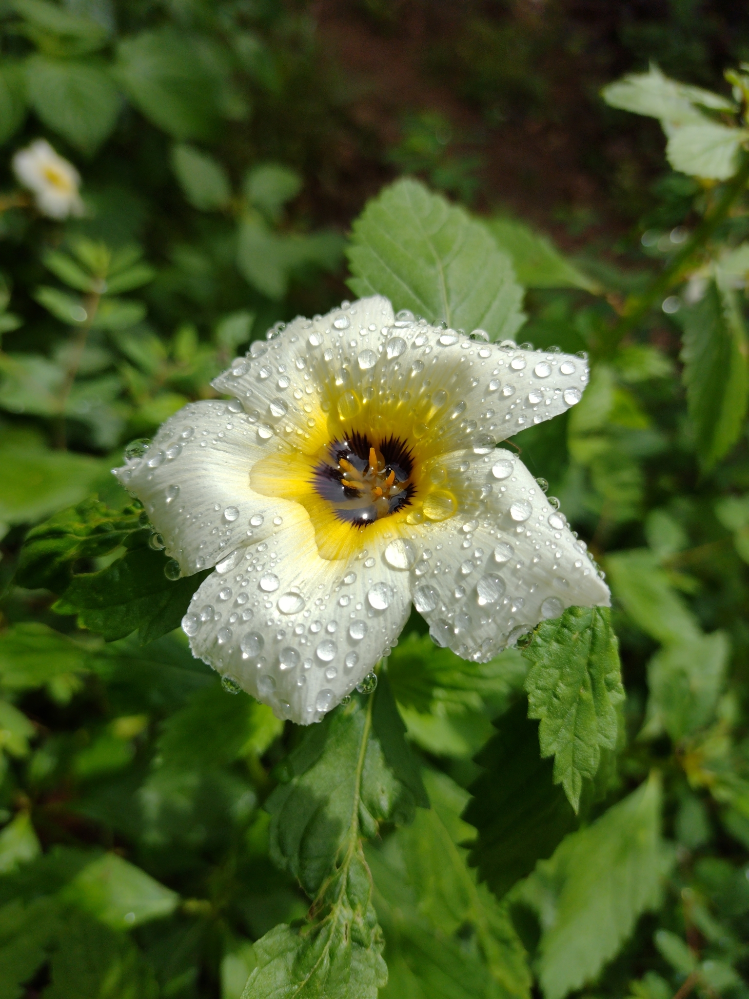 Turnera subulata