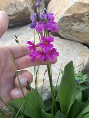 Primula parryi