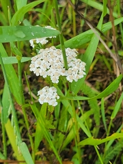 Achillea millefolium borealis