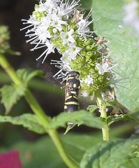 Parancistrocerus austrinus