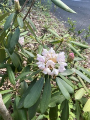 Rhododendron maximum