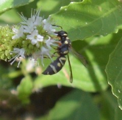 Parancistrocerus austrinus