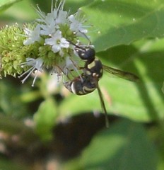 Parancistrocerus austrinus