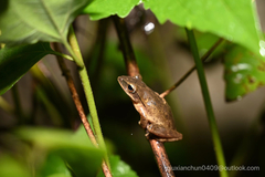 Polypedates leucomystax