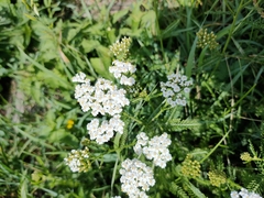 Achillea millefolium