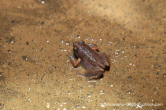 Micryletta immaculata