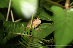 Hyla simplex