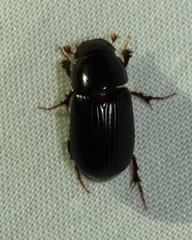 Acrossus rufipes
