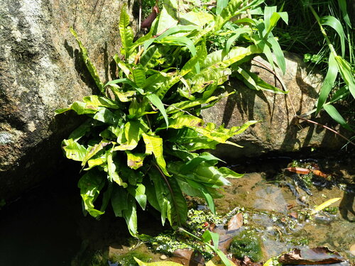 Leptochilus pteropus, photograph 5