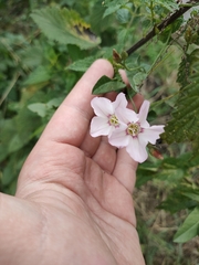 Magnoliopsida