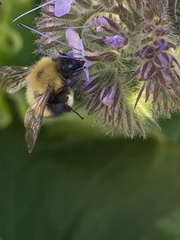 Bombus perplexus
