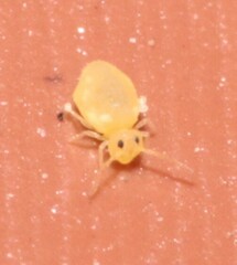 Deuterosminthurus