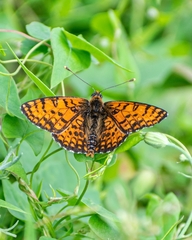 Melitaea latonigena
