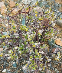 Drosanthemum globosum
