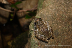 Buergeria oxycephala