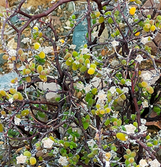 Drosanthemum globosum