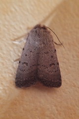 Caradrina aspersa