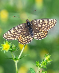 Melitaea latonigena