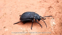 Galeruca reichardti
