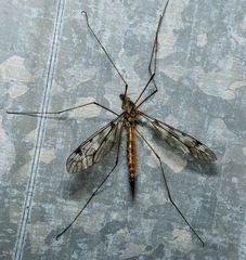 Tipula truncorum