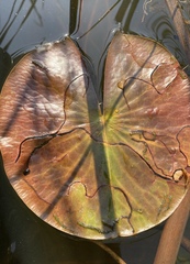 Polypedilum braseniae